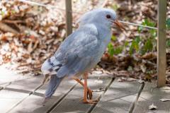Cagou, parc forestier, Nouméa