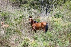 Cheval sauvage, Poingam, Grande-Terre