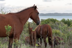 Chevaux sauvages à Poingam, Grande-Terre