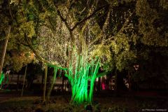 Sapin de Noël, Nouméa