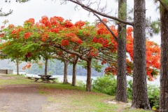 Flamboyants, Hienghene, Grande-Terre