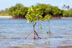 Palétuviers, Boat Pass, Grande-Terre