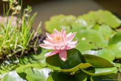 Nénuphar, parc forestier, Nouméa