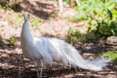 Paon albinos, parc forestier, Nouméa