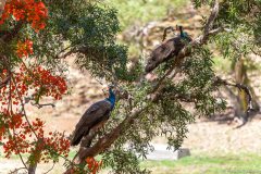 Paons, parc forestier, Nouméa