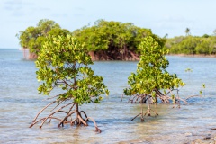 Palétuviers, Boat Pass, Grande-Terre