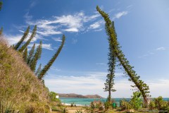 Pins colonaires, Bourail, Grande-Terre