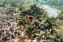 Poissons clown, plage de Poé, Grande-Terre