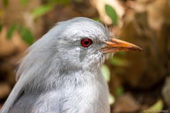 Cagou, parc forestier, Nouméa