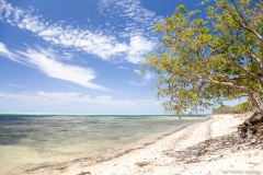 Arbres, plage de Poé, Grande-Terre