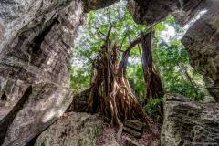 Arbre, grotte de Koumac, Grande-Terre