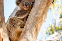 Koala, Great Otway National Park