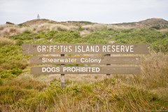 Griffiths Island, refuge des colonies de puffins à bec grêle