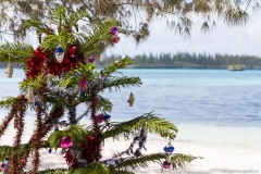 Arbre de Noël, baie d'Oro, île des Pins