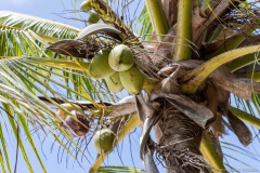 Cocotiers de la baie d'Upi, île des Pins