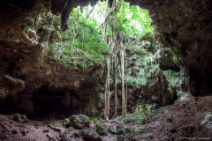 Vegetation, grotte de la Reine Hortense, île des Pins
