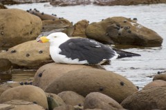 Pacific Gull, Stokes Bay, Kangaroo Island