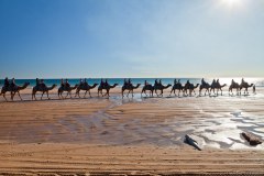 Dromadaires sur la plage de Cable Beach