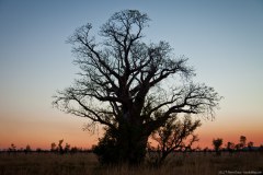 Baobab au coucher de soleil sur la Great Northern Highway