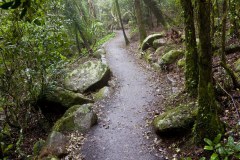 Nothofagus Moorei, anciens arbres de l'Antartique, Best of all Lookout, Springbrook National Park