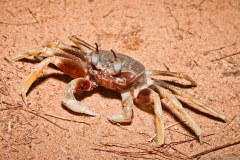 Crabe, Cape Range National Park