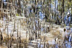 Mangrove, jardin botanique de Coffs Harbour