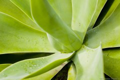 Jardin botanique de Coffs Harbour