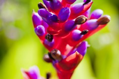 Jardin botanique de Coffs Harbour