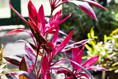 Jardin botanique de Coffs Harbour