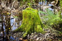 Souche recouverte de mousse, jardin botanique de Coffs Harbour