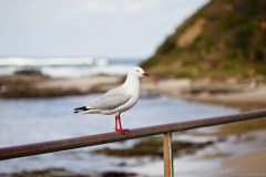 Mouette, Nambucca Heads