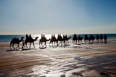 Dromadaires de Broome