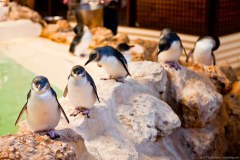 Pingouins à l'heure du déjeuner, Penguin Island, Rockingham