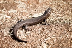 Gros Lézard, Albany