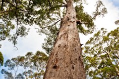 Eucalyptus vu d'en bas, Valley of the Giants