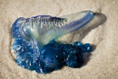 Stradbroke Island