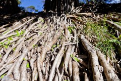 Racines d'un arbre, Point Lookout