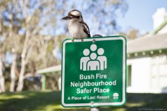 Un kookaburra bien prudent, au point d'évacuation en cas de feu de forêt