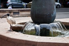 Ibis a cou noir, Sydney