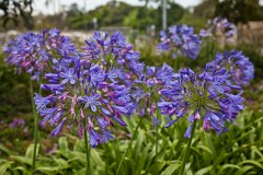 agapanthe botanic garden Sydney