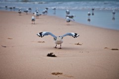 Mouette-manly-beach-sydney