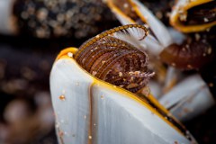 espece-inconnue-manly-sydney