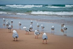 Mouette-manly-beach-sydney 2