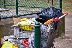 ibis-cou-noir-poubelles-sydney