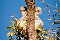 Koala, The Forts, Magnetic Island