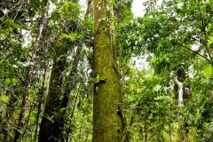 Imposante forêt, Josephine Falls