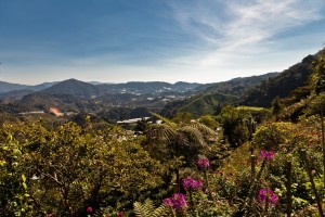 Cameron Highlands
