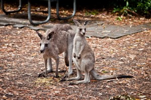 Maman et bébé kangourou, Booderee National Park