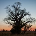 Baobab au coucher de soleil sur la Great Northern Highway