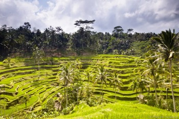 Rizières en terrasse Bali Indonesie